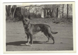 detail_3769_dog.jpg