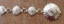 CONCHO BELT